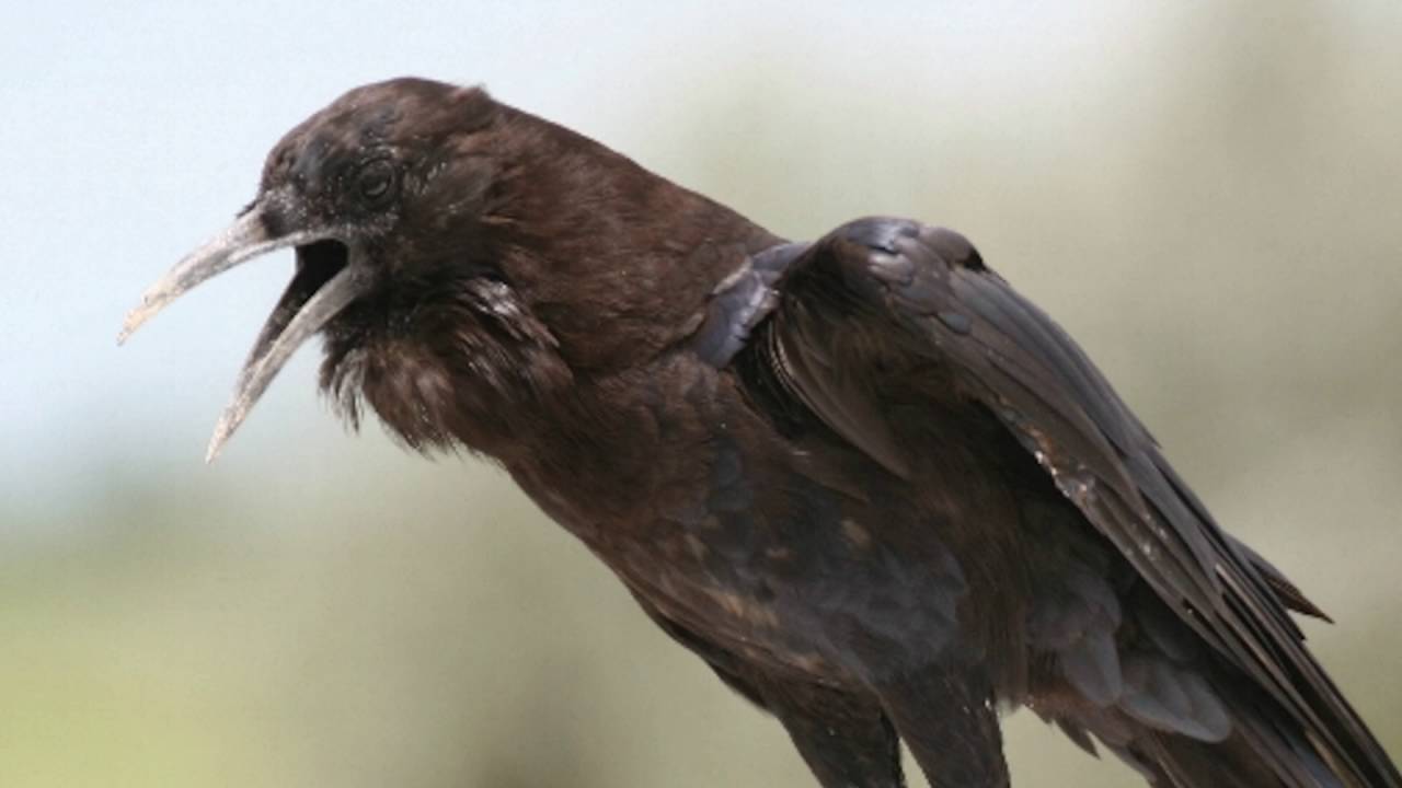 Detail Pics Of Crows Nomer 53