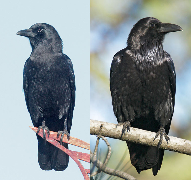 Pics Of Crows And Ravens - KibrisPDR