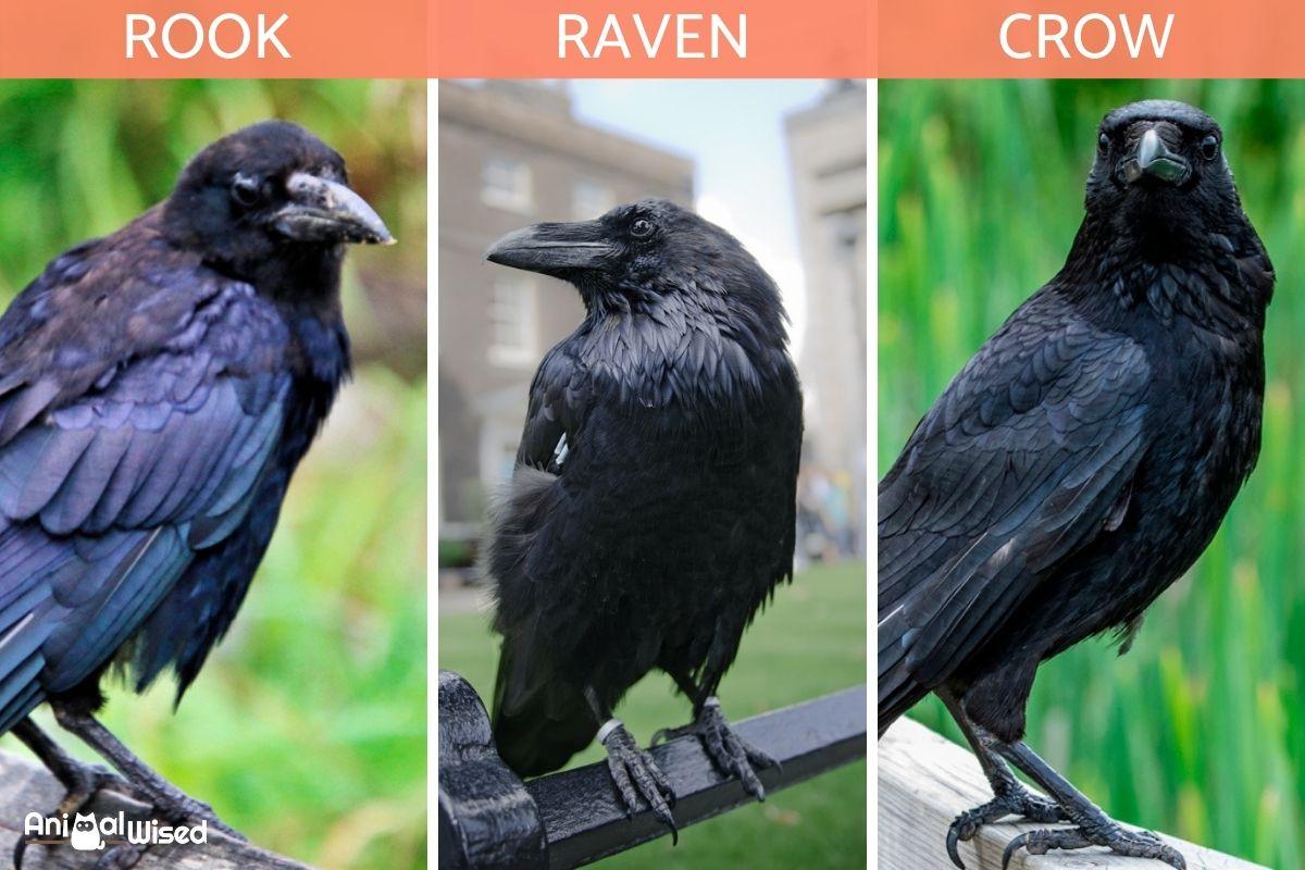 Detail Pics Of Crows And Ravens Nomer 5