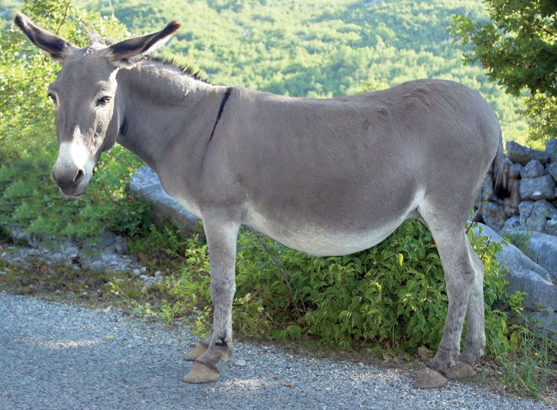 Detail Pics Of Donkeys Nomer 12