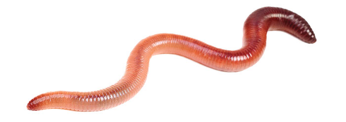 Detail Pics Of Earthworm Nomer 28