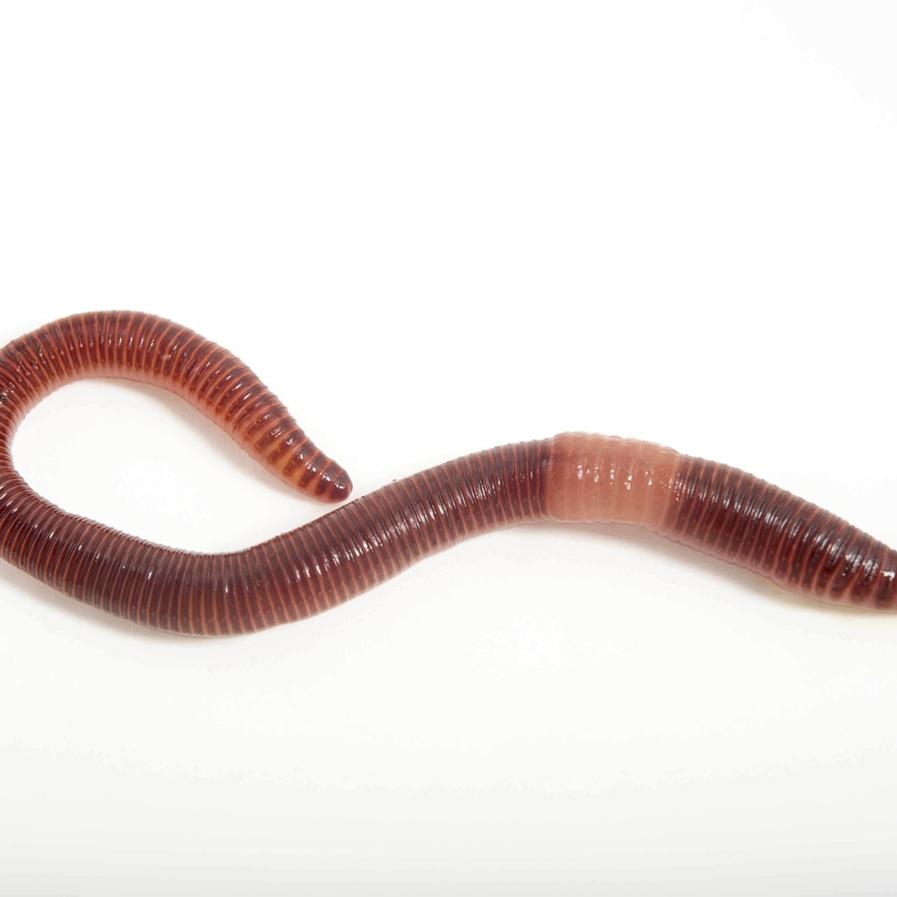 Detail Pics Of Earthworm Nomer 41