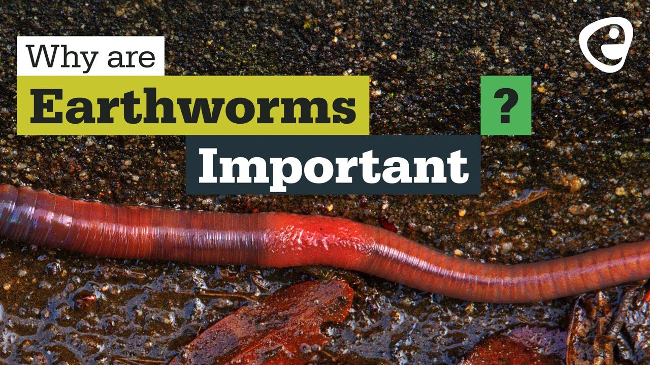 Detail Pics Of Earthworm Nomer 44