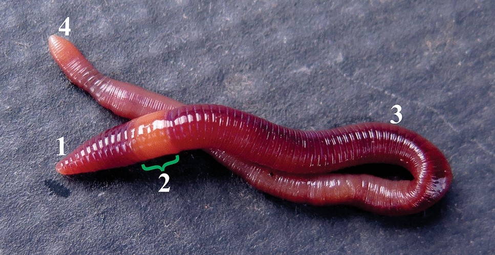 Detail Pics Of Earthworm Nomer 6