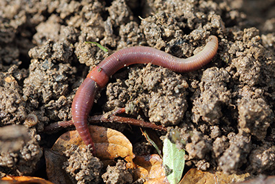 Detail Pics Of Earthworm Nomer 48