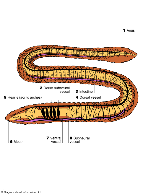 Detail Pics Of Earthworm Nomer 52