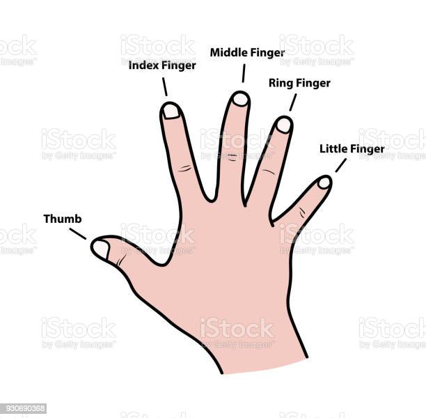 Detail Pics Of Finger Nomer 16