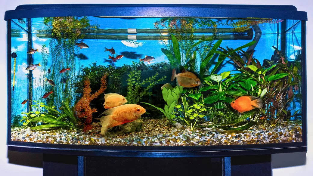 Detail Pics Of Fish Tanks Nomer 21