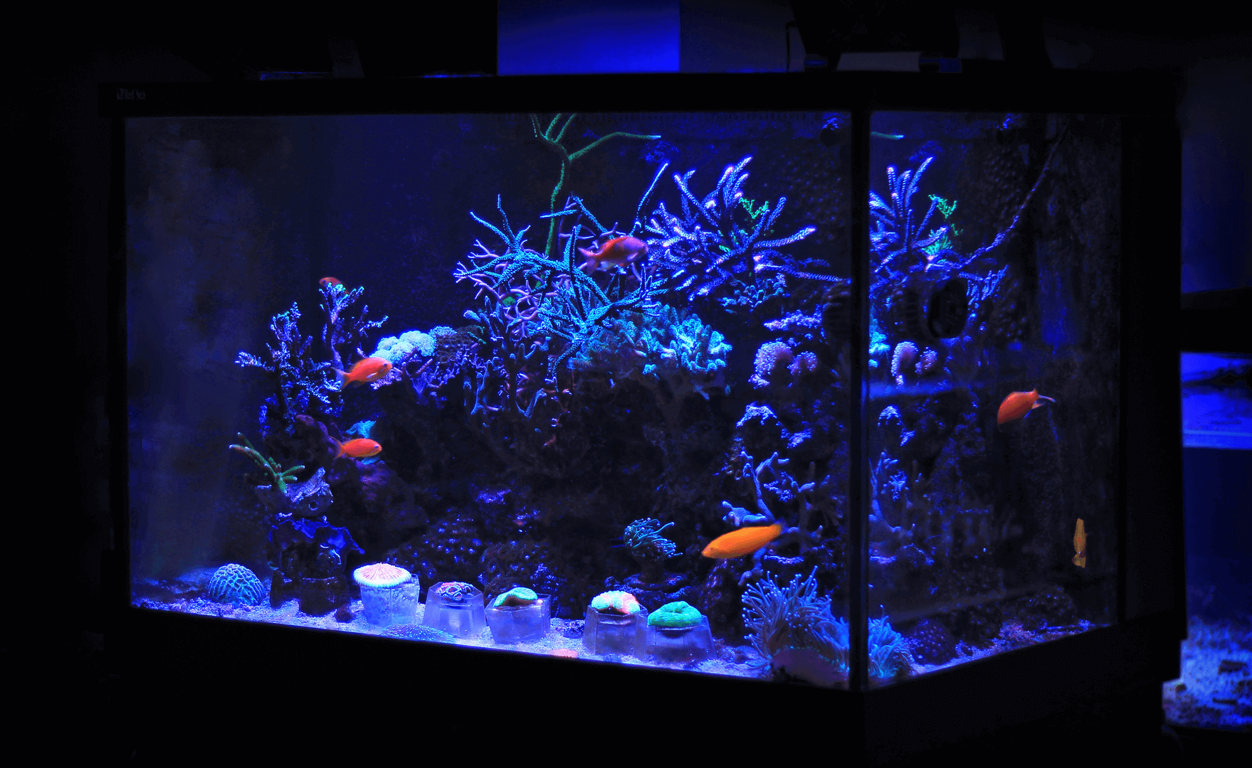 Detail Pics Of Fish Tanks Nomer 5