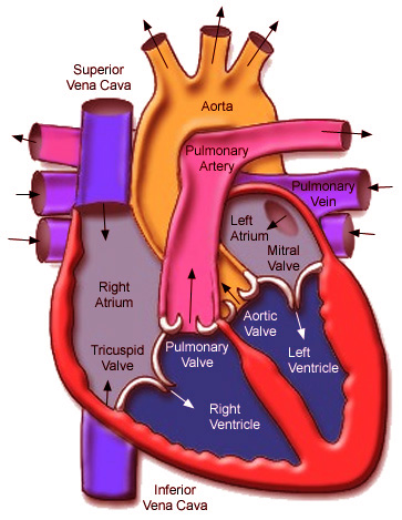 Detail Mekanisme Kerja Jantung Serta Gambar Nomer 17