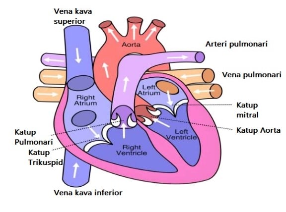 Detail Mekanisme Kerja Jantung Serta Gambar Nomer 21