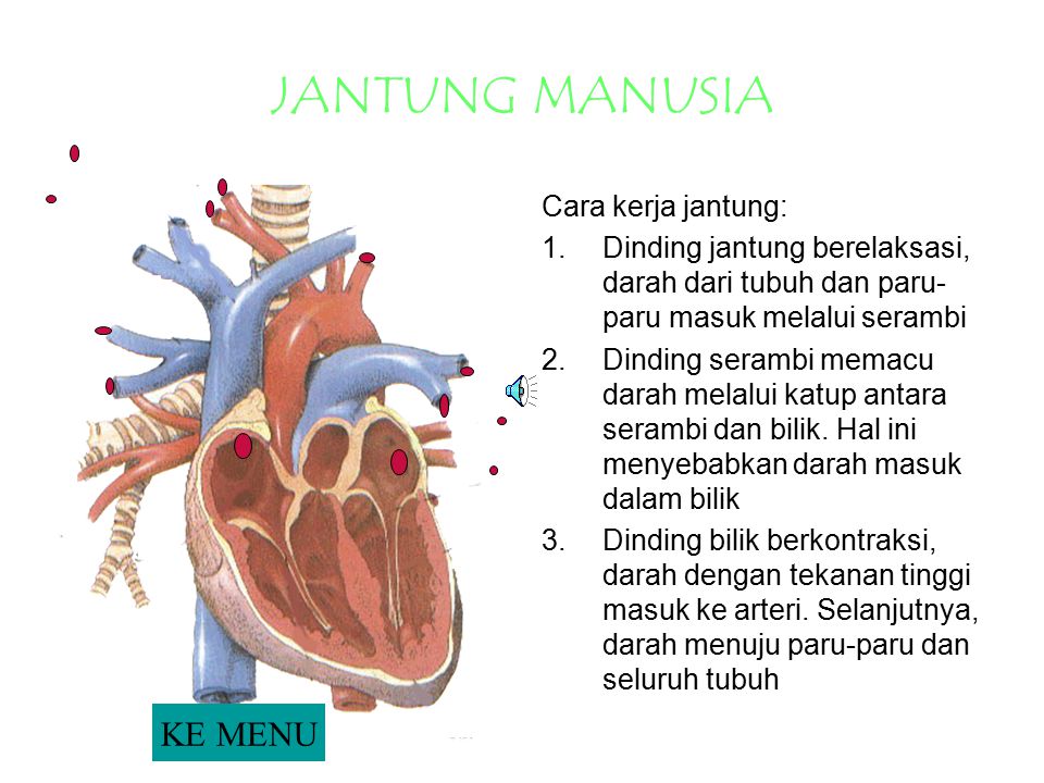 Detail Mekanisme Kerja Jantung Serta Gambar Nomer 27