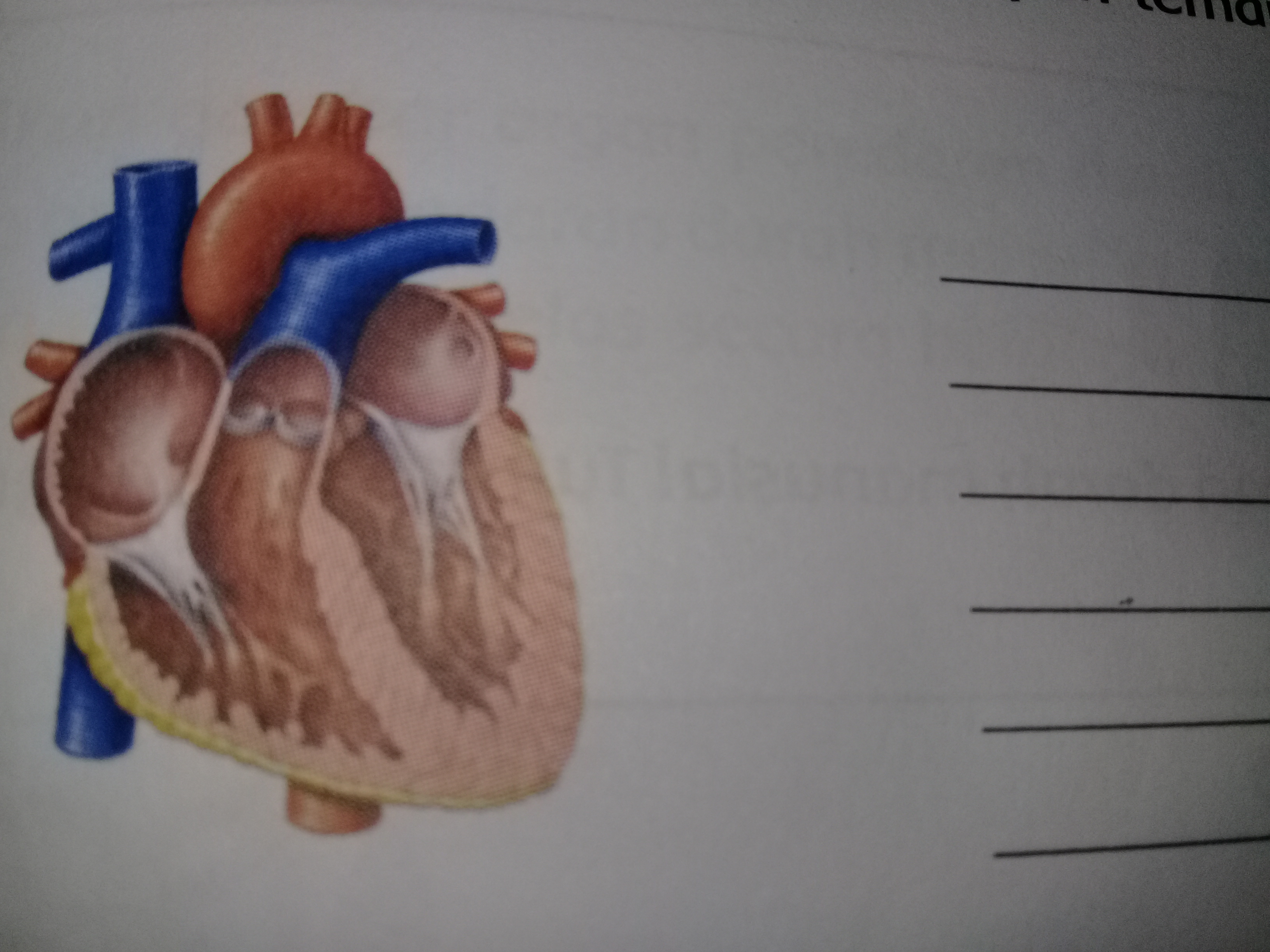 Detail Mekanisme Kerja Jantung Serta Gambar Nomer 49