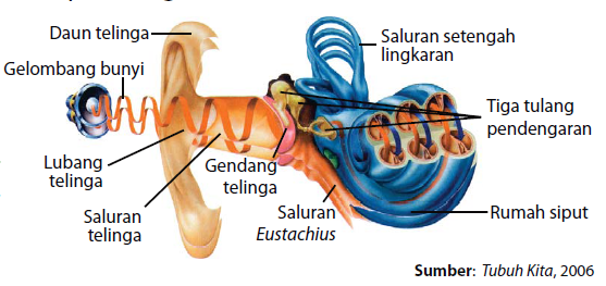 Detail Mekanisme Kerja Telinga Dan Gambar Nomer 2