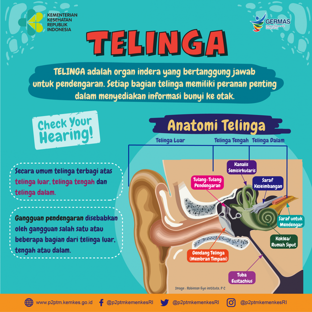 Detail Mekanisme Kerja Telinga Dan Gambar Nomer 3