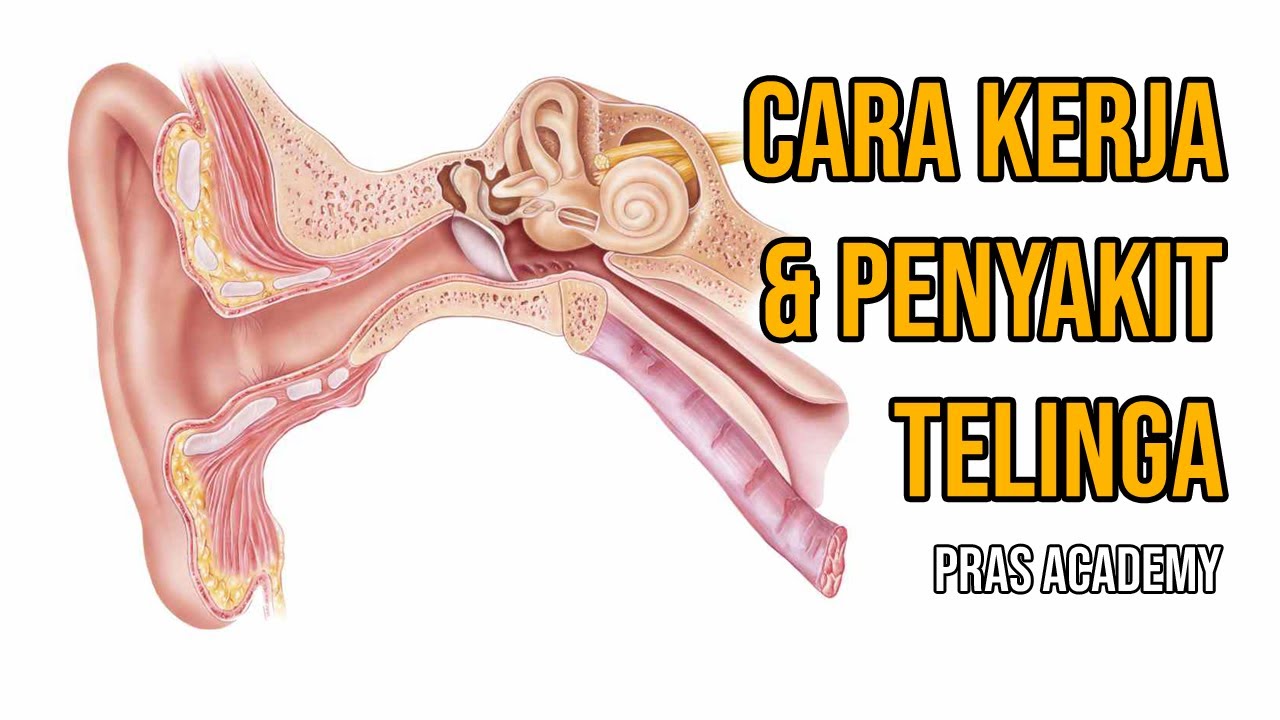 Detail Mekanisme Kerja Telinga Dan Gambar Nomer 4