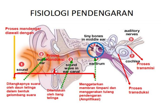 Detail Mekanisme Kerja Telinga Dan Gambar Nomer 29