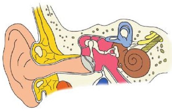 Detail Mekanisme Kerja Telinga Dan Gambar Nomer 34