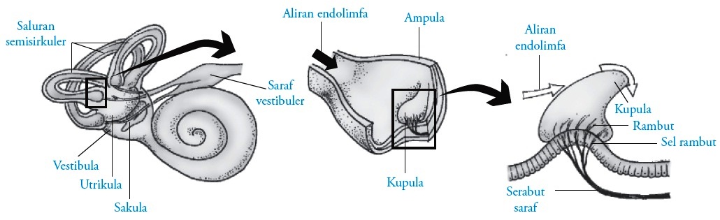 Detail Mekanisme Kerja Telinga Dan Gambar Nomer 40