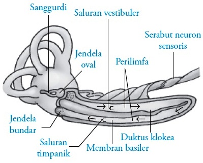 Detail Mekanisme Kerja Telinga Dan Gambar Nomer 43