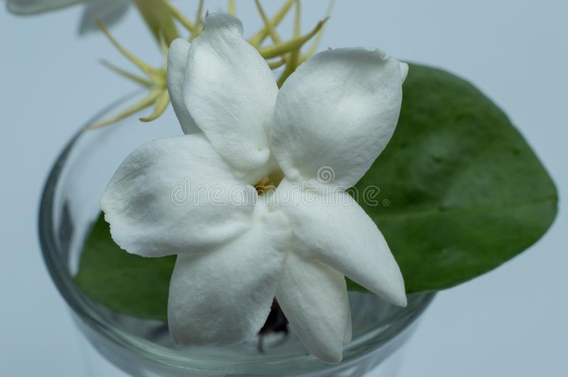 Detail Melati Putih Jasminum Sambac Nomer 2