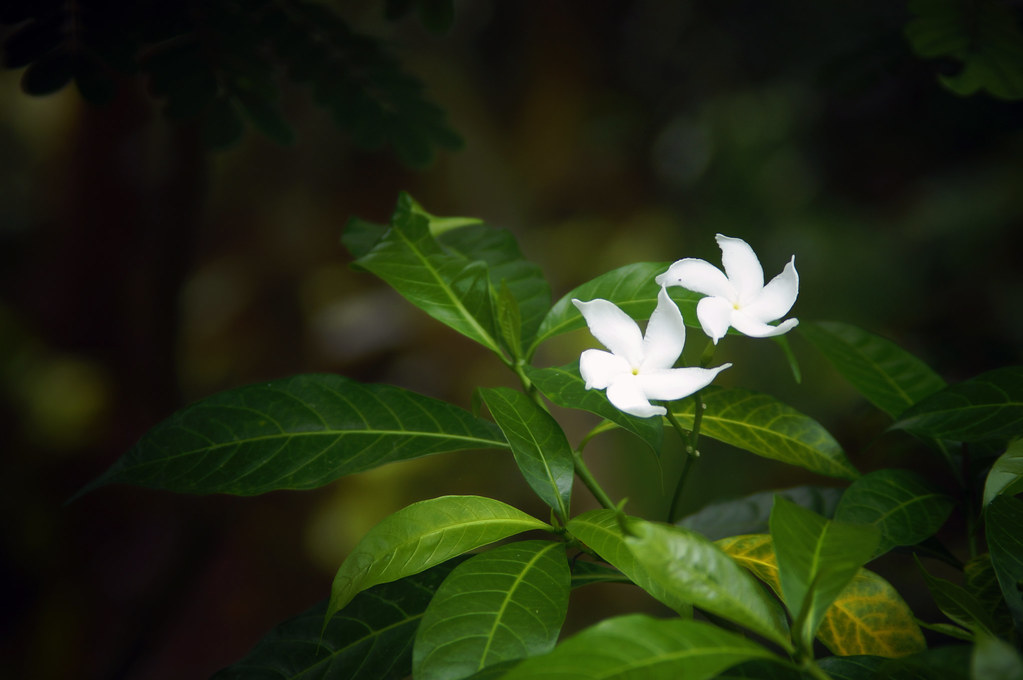 Detail Melati Putih Jasminum Sambac Nomer 19