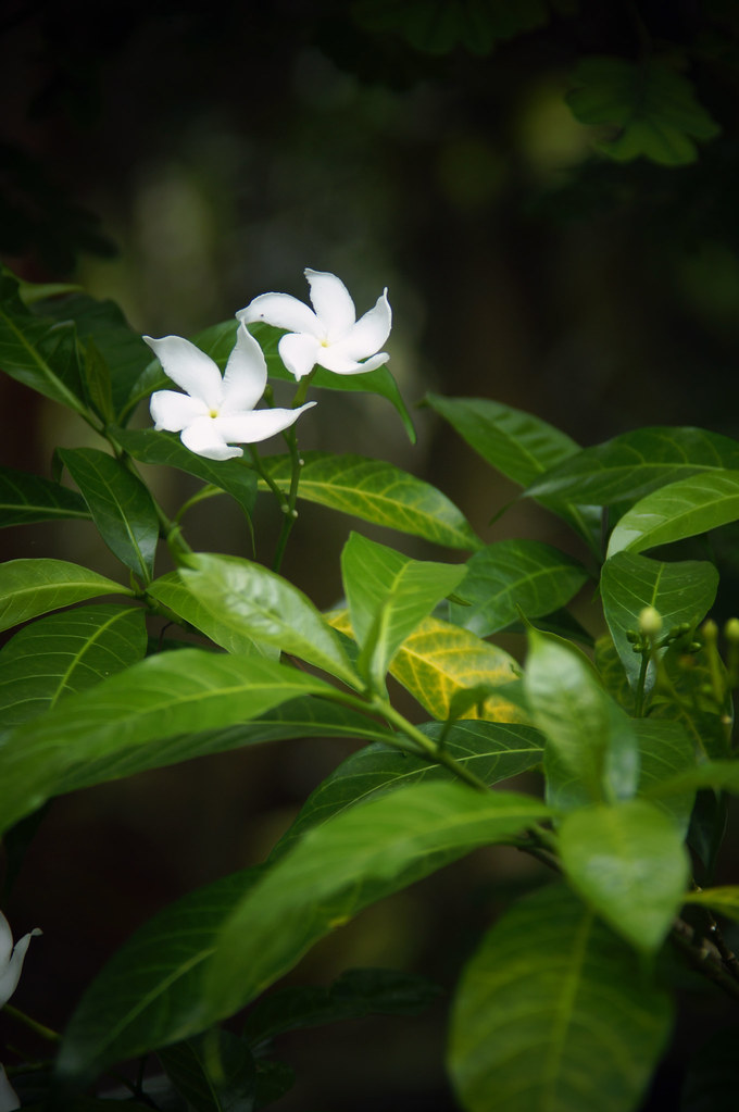 Detail Melati Putih Jasminum Sambac Nomer 24