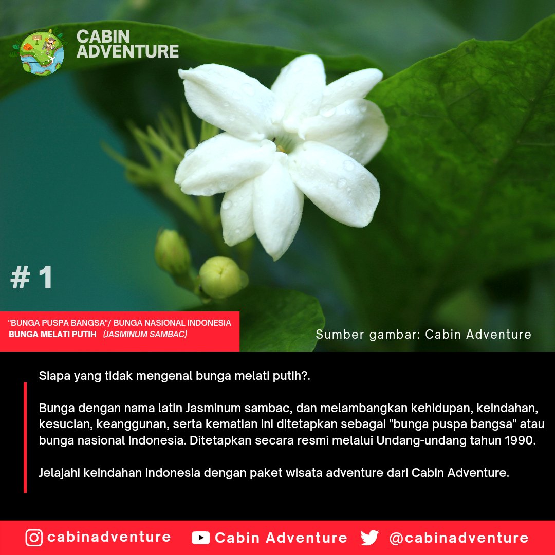 Detail Melati Putih Jasminum Sambac Nomer 29