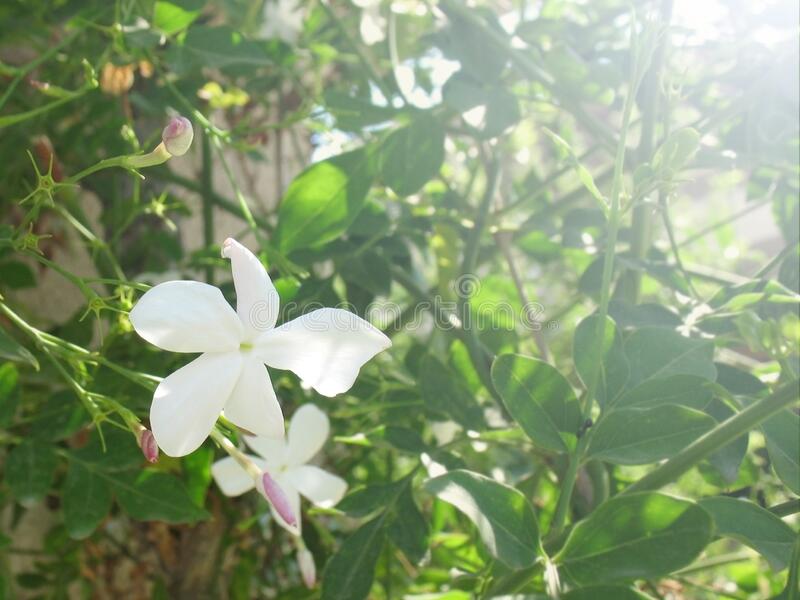 Detail Melati Putih Jasminum Sambac Nomer 50