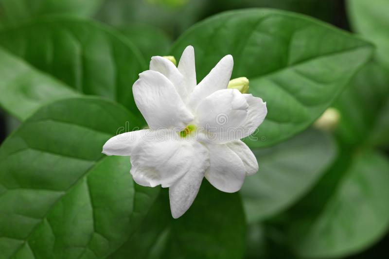 Detail Melati Putih Jasminum Sambac Nomer 6