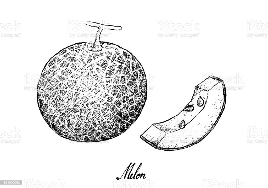 Detail Melon Clipart Black And White Nomer 15