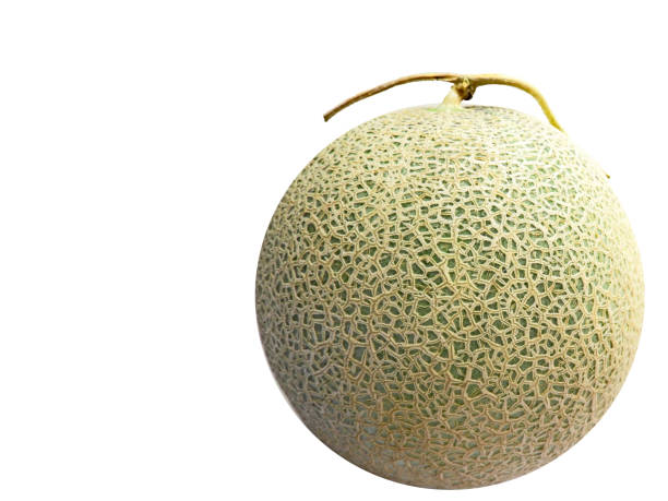 Detail Melon Free Nomer 5