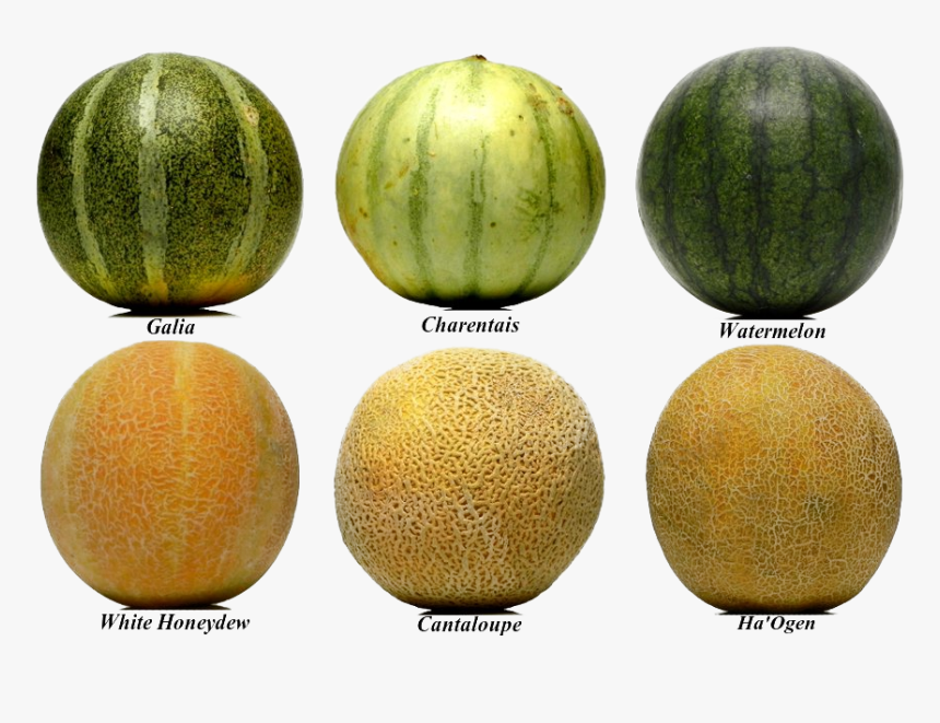 Detail Melon Hd Nomer 51