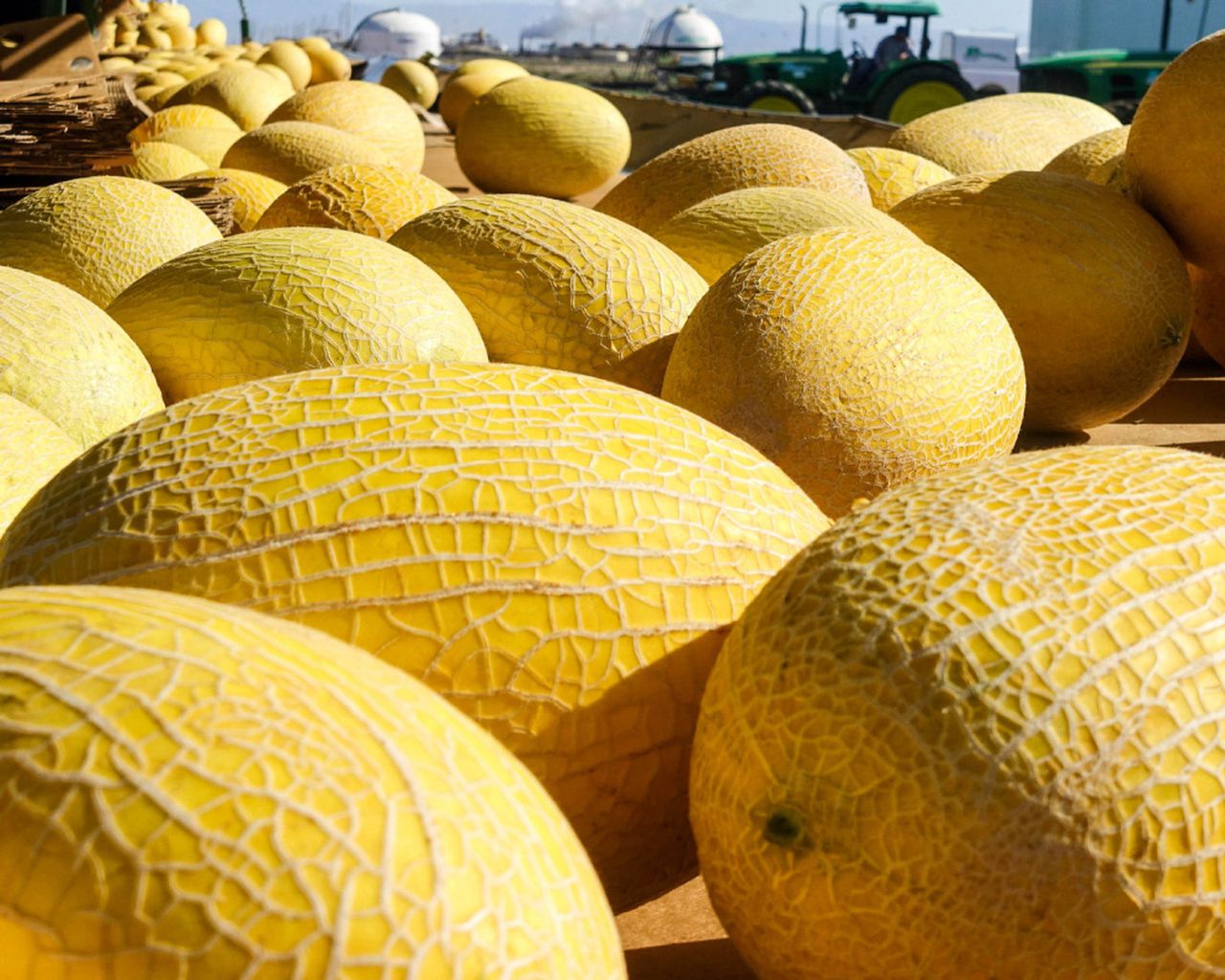 Detail Melon Pics Nomer 18