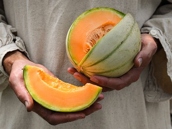 Detail Melon Pics Nomer 34