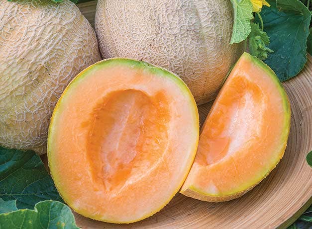 Detail Melon Pics Nomer 37