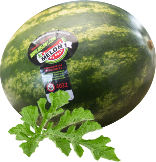 Detail Melon Pics Nomer 44