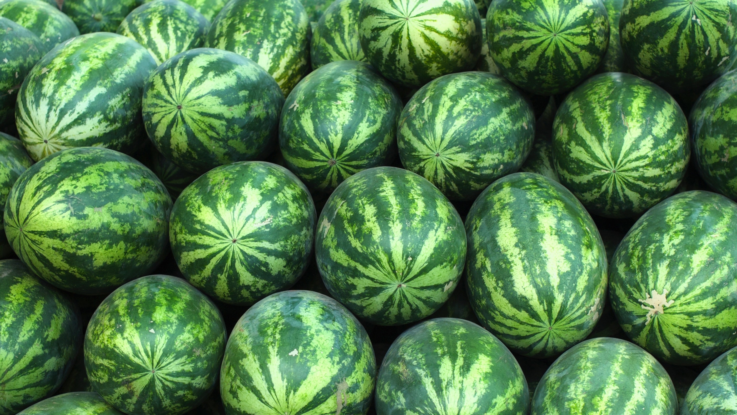 Detail Melon Pics Nomer 7