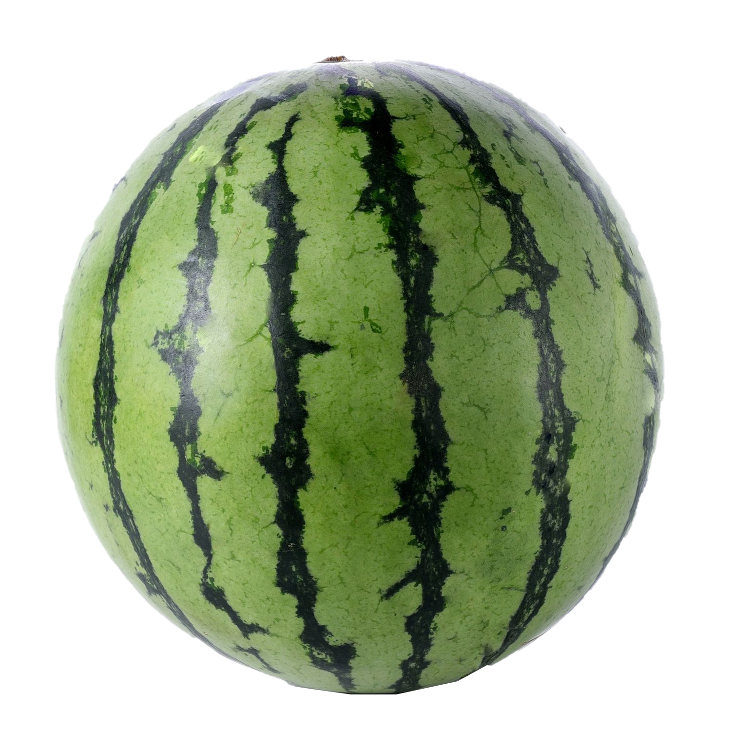 Detail Melon Transparent Nomer 42
