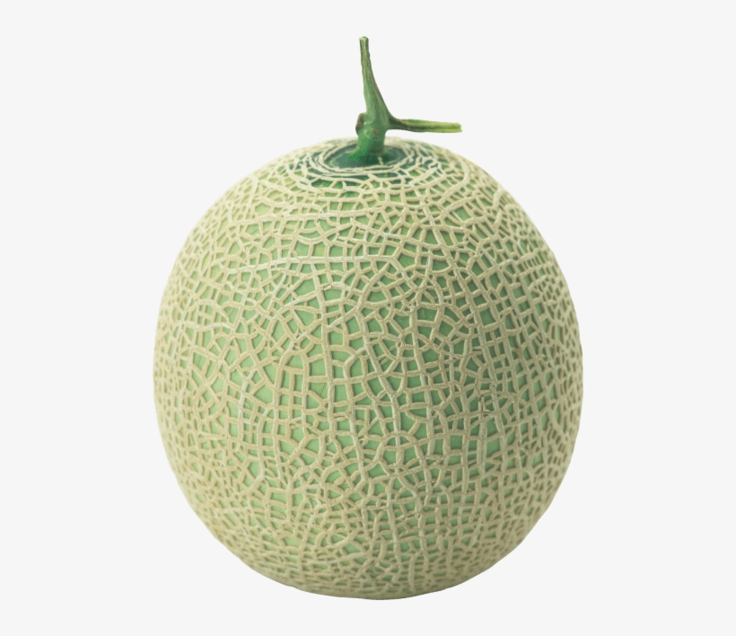 Detail Melon Transparent Nomer 7