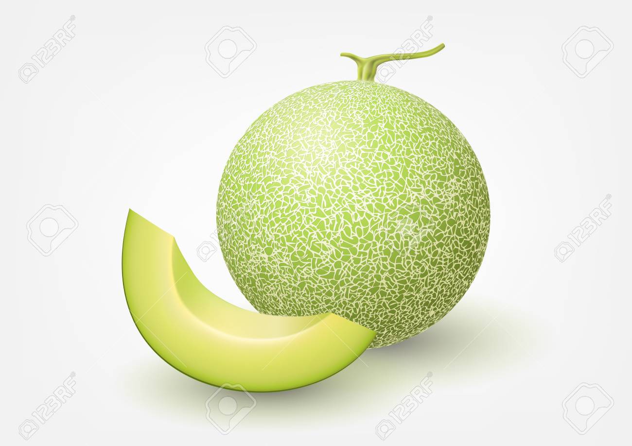 Detail Melon Vector Nomer 11