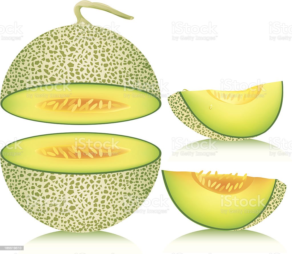 Detail Melon Vector Nomer 12
