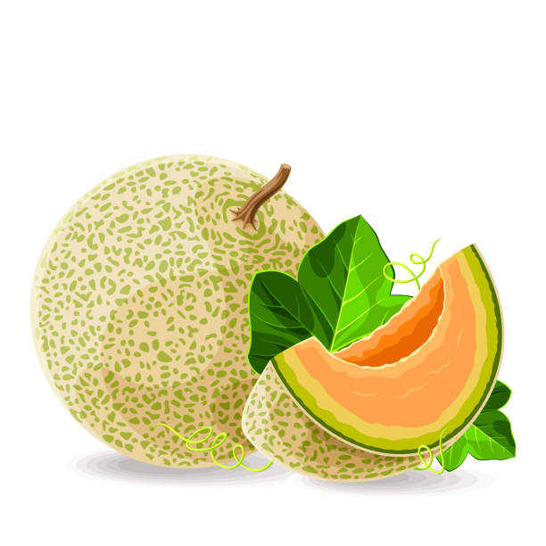 Detail Melon Vector Nomer 13