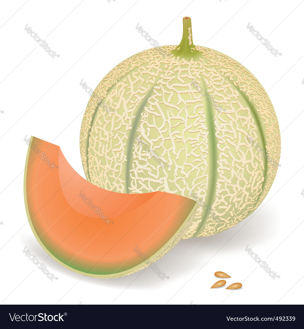 Detail Melon Vector Nomer 16