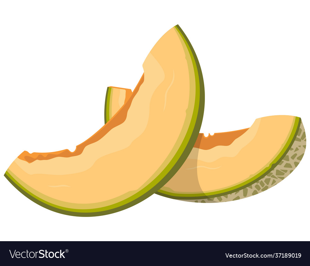 Detail Melon Vector Nomer 17