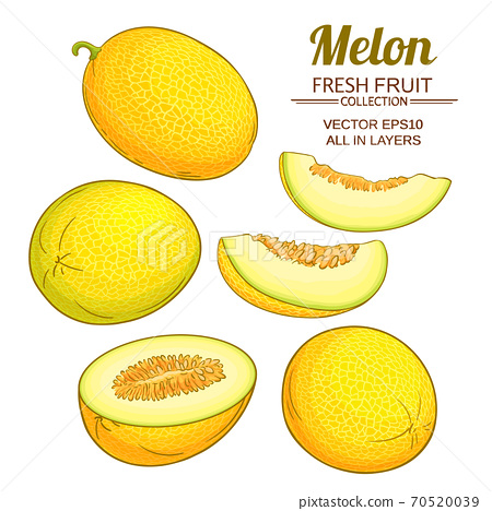 Detail Melon Vector Nomer 18