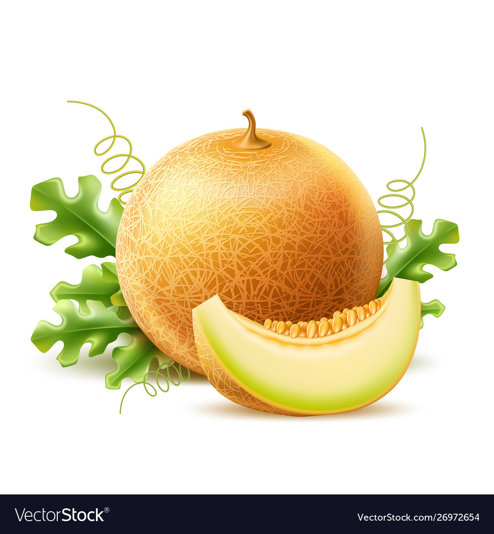 Detail Melon Vector Nomer 19