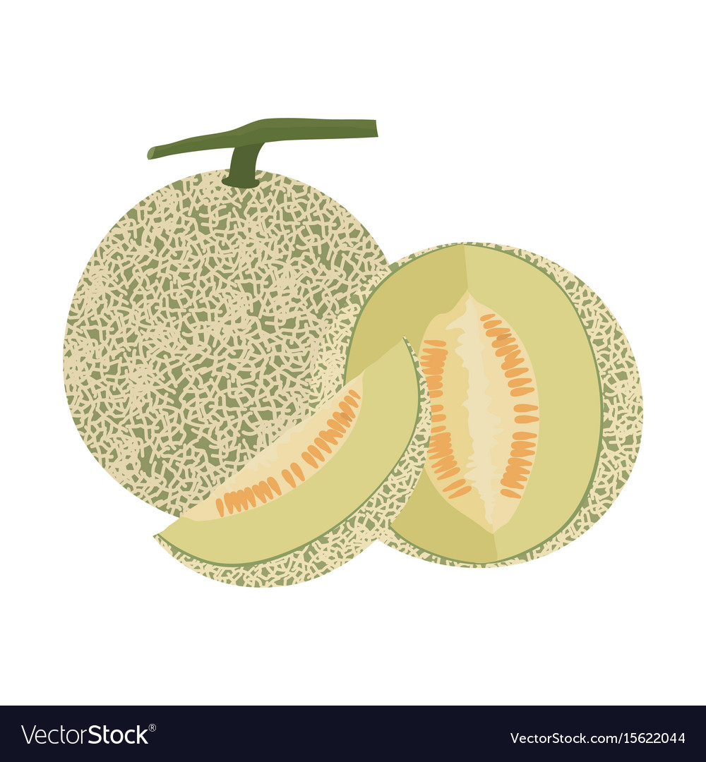 Detail Melon Vector Nomer 22