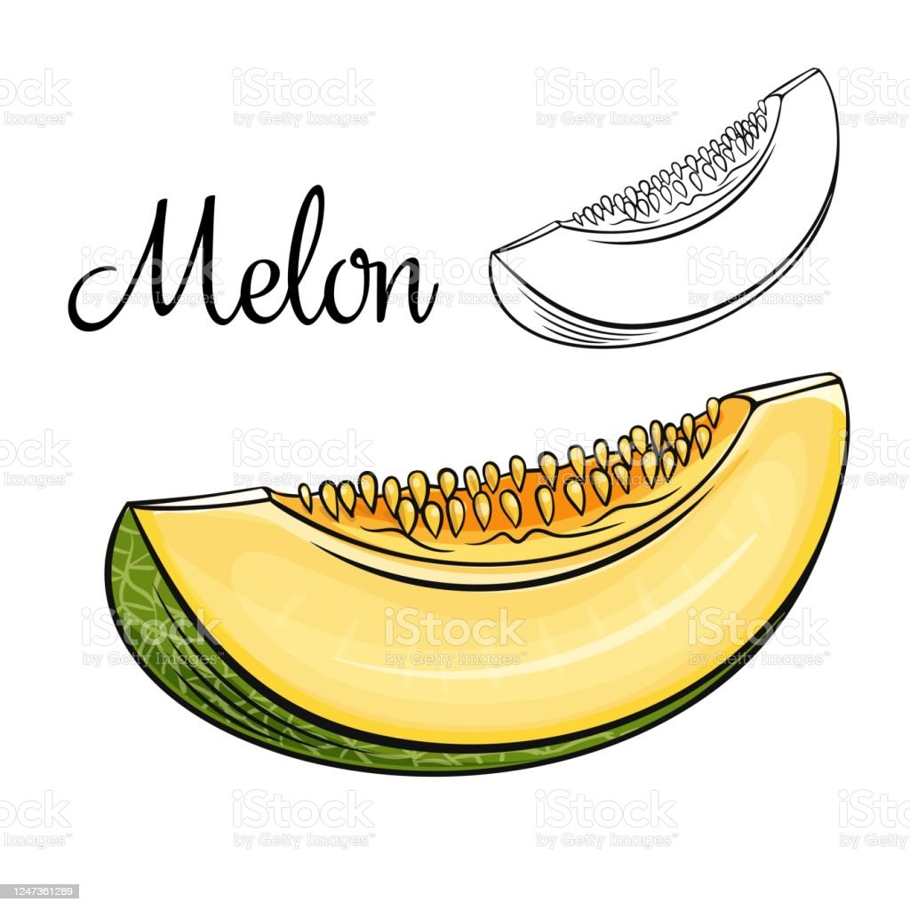 Detail Melon Vector Nomer 24