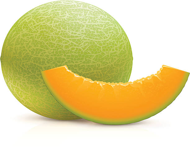 Detail Melon Vector Nomer 25